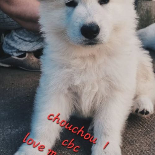 Berger blanc suisse #1