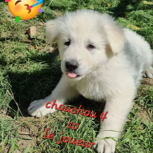 Berger blanc suisse #3