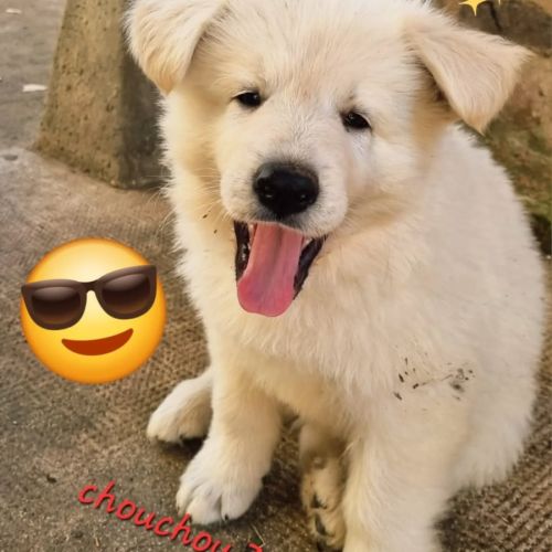 Berger blanc suisse #4