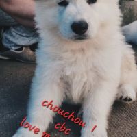 Berger blanc suisse #1