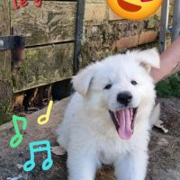 Berger blanc suisse #2