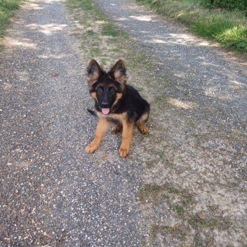 Chiots berger allemand poils longs #0