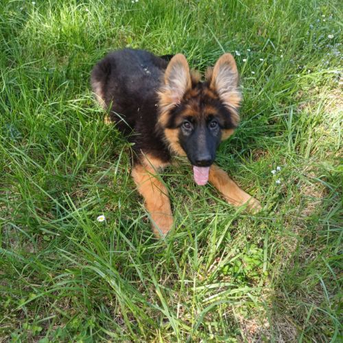 Chiots berger allemand poils longs #2