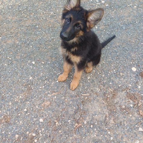 Chiots berger allemand poils longs #3