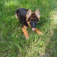 Chiots berger allemand poils longs #2