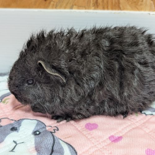 Mâles cochons d'inde #1