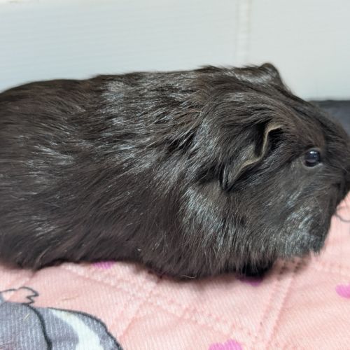 Mâles cochons d'inde #3