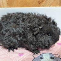 Mâles cochons d'inde #2