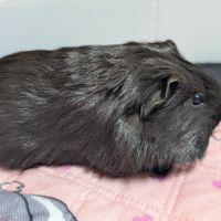 Mâles cochons d'inde #3