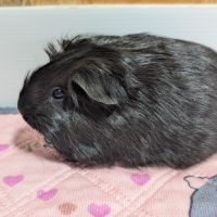 Mâles cochons d'inde