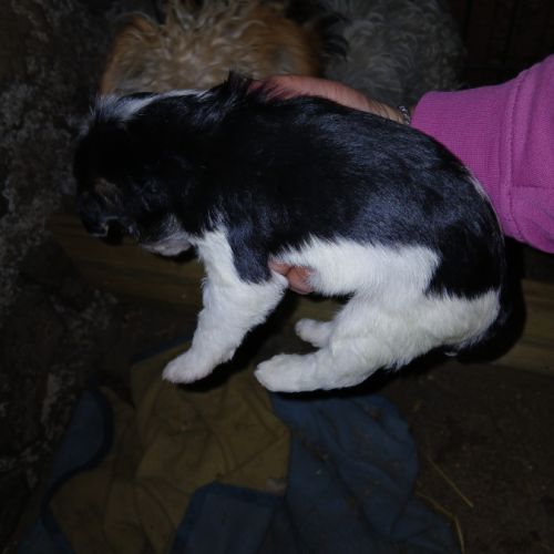 Chiot mâle fox terrier #0