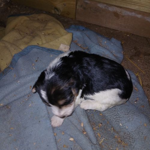 Chiot mâle fox terrier #3