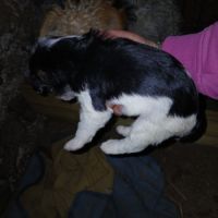 Chiot mâle fox terrier