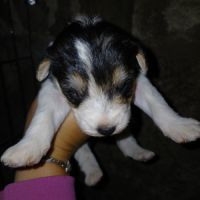 Chiot mâle fox terrier #2