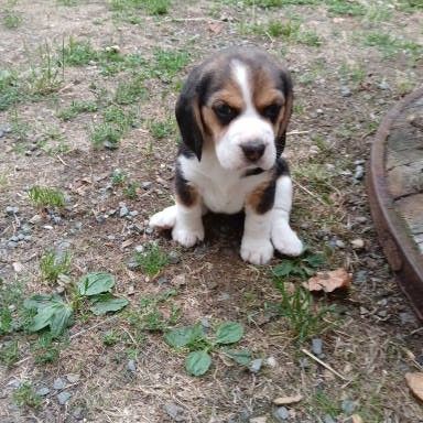 Chiots beagle #1