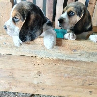 Chiots beagle