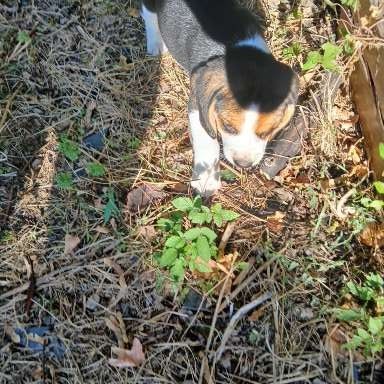 Chiots beagle #3