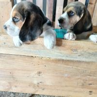 Chiots beagle #0