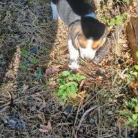 Chiots beagle #3