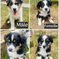 Chiot berger australien