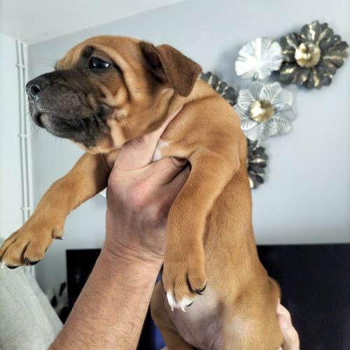 Chiot staffie disponible #3