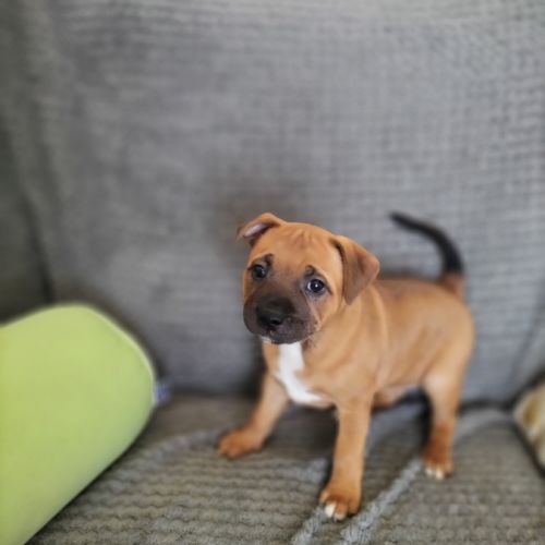 Chiot staffie disponible #5