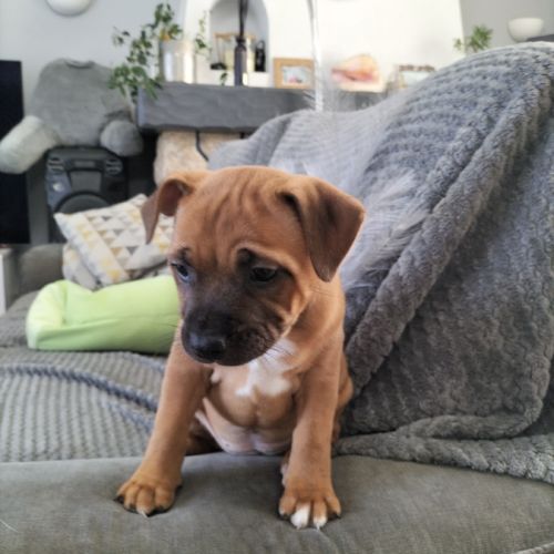 Chiot staffie disponible #7