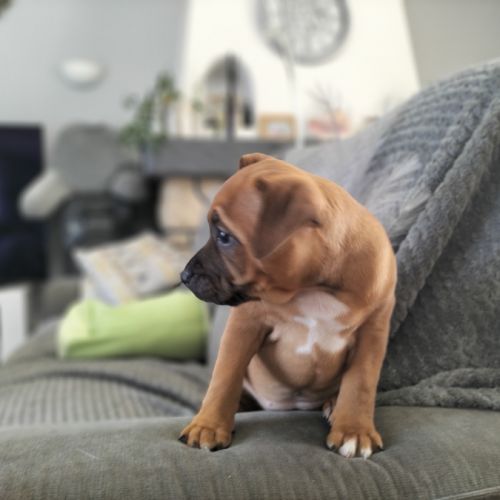 Chiot staffie disponible #8