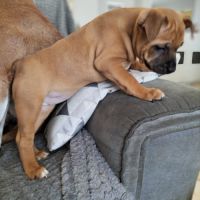 Chiot staffie disponible #1