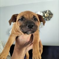 Chiot staffie disponible #2