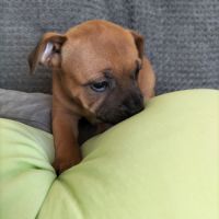 Chiot staffie disponible #4