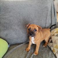 Chiot staffie disponible