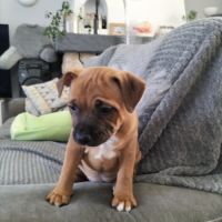 Chiot staffie disponible #7