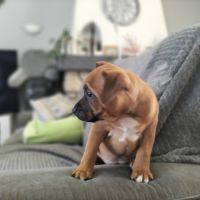 Chiot staffie disponible #8