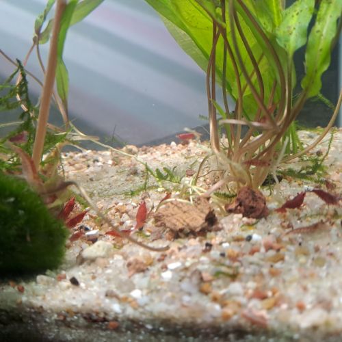 Crevettes red cherry