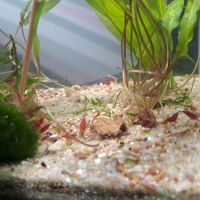 Crevettes red cherry