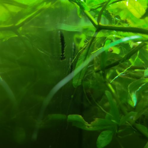 Vends jeune ancistrus