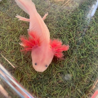 Axolotls disponibles #2