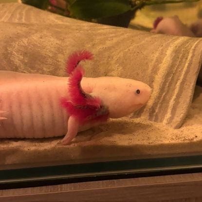 Axolotls disponibles #3
