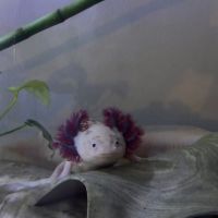 Axolotls disponibles #0