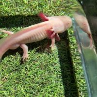 Axolotls disponibles #4