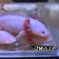 Axolotls disponibles #6