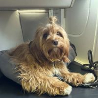 Cherche cavapoo male pour saillie