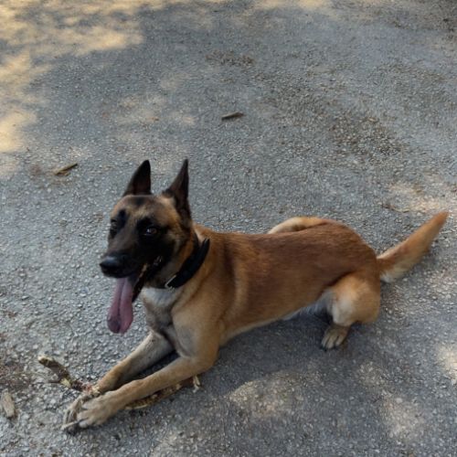 Donne malinois de 6 ans
