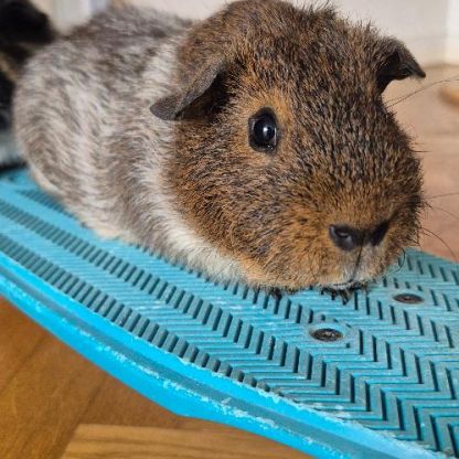 À donner : 2 cochons d'inde