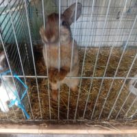 Lapin papillon femelle