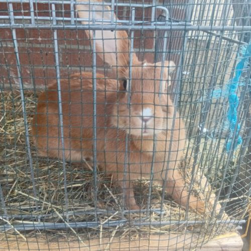 Lapin femelle de 1 ans #0