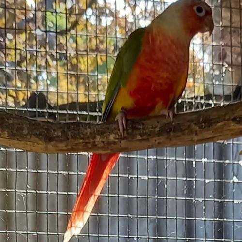 Conure mâle 3 ans reproducteur #1