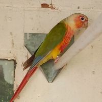 Conure mâle 3 ans reproducteur #2