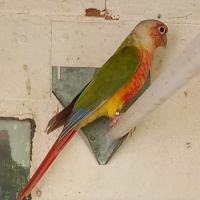 Conure mâle 3 ans reproducteur